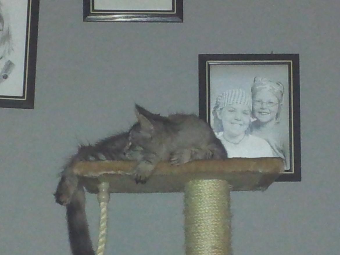 Maine Coon Misha - Misha ligger på kradsebrættet  billede 17