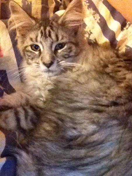 Maine Coon Misha - Ej mor ikke op nu. billede 18