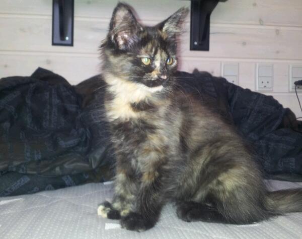 Maine Coon R.I.P Askepot 17-12-12 billede 1