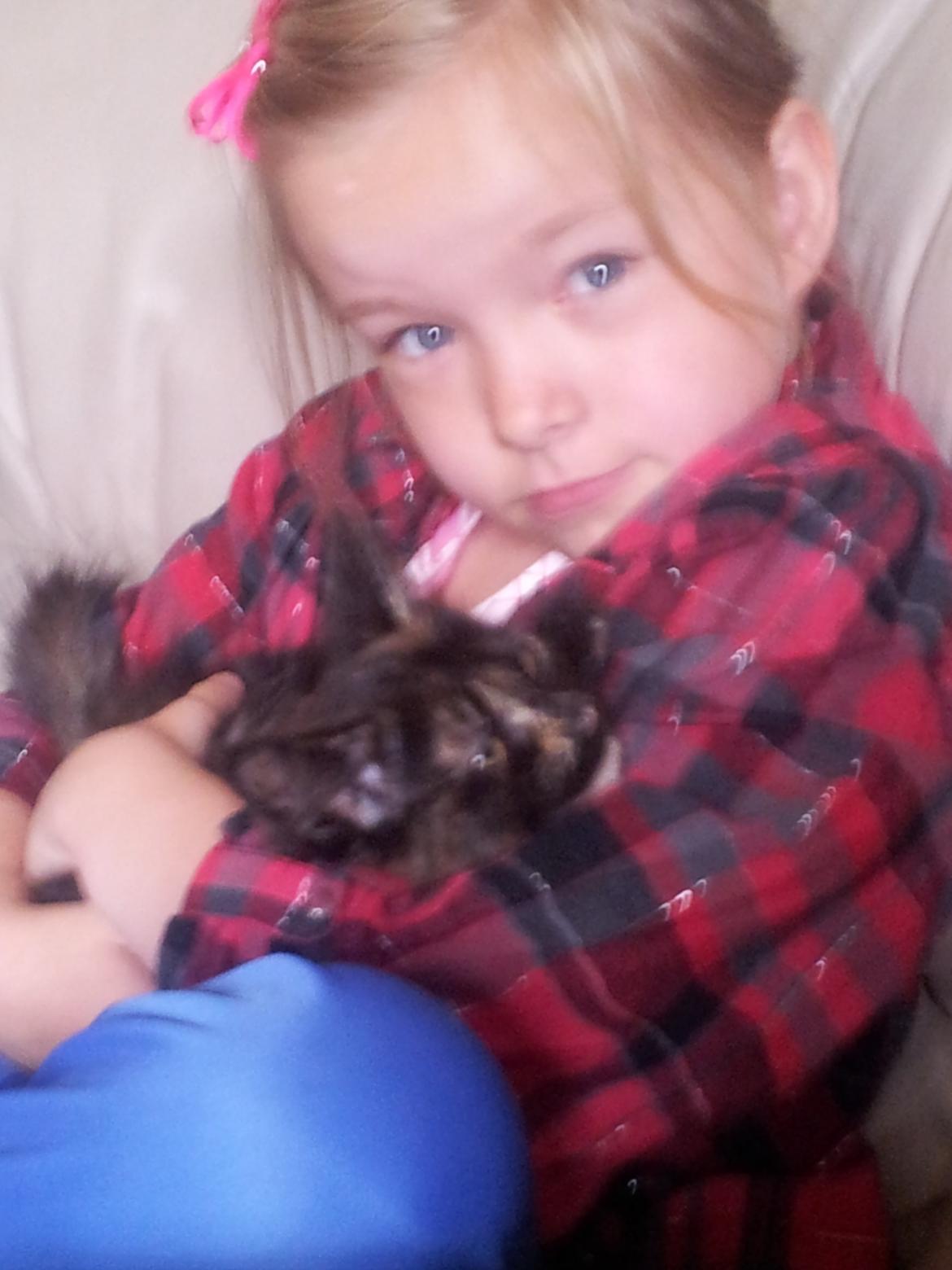 Maine Coon R.I.P Askepot 17-12-12 billede 2