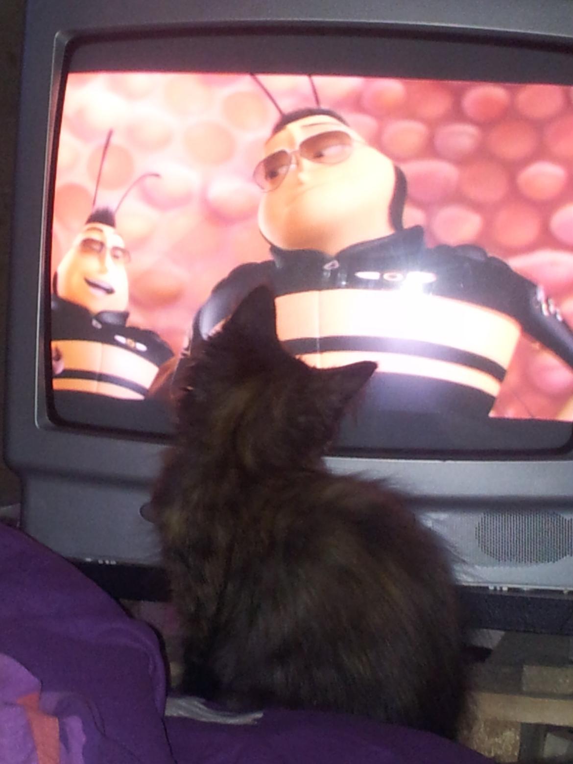 Maine Coon R.I.P Askepot 17-12-12 billede 3