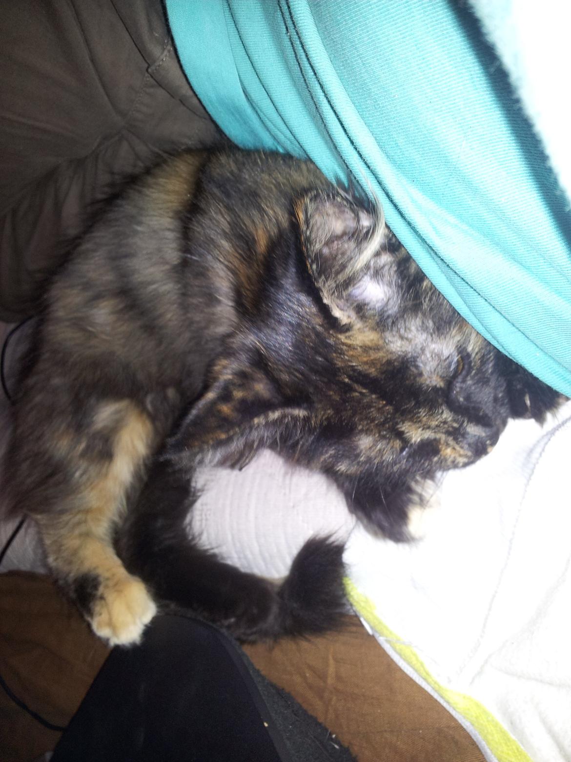 Maine Coon R.I.P Askepot 17-12-12 billede 4