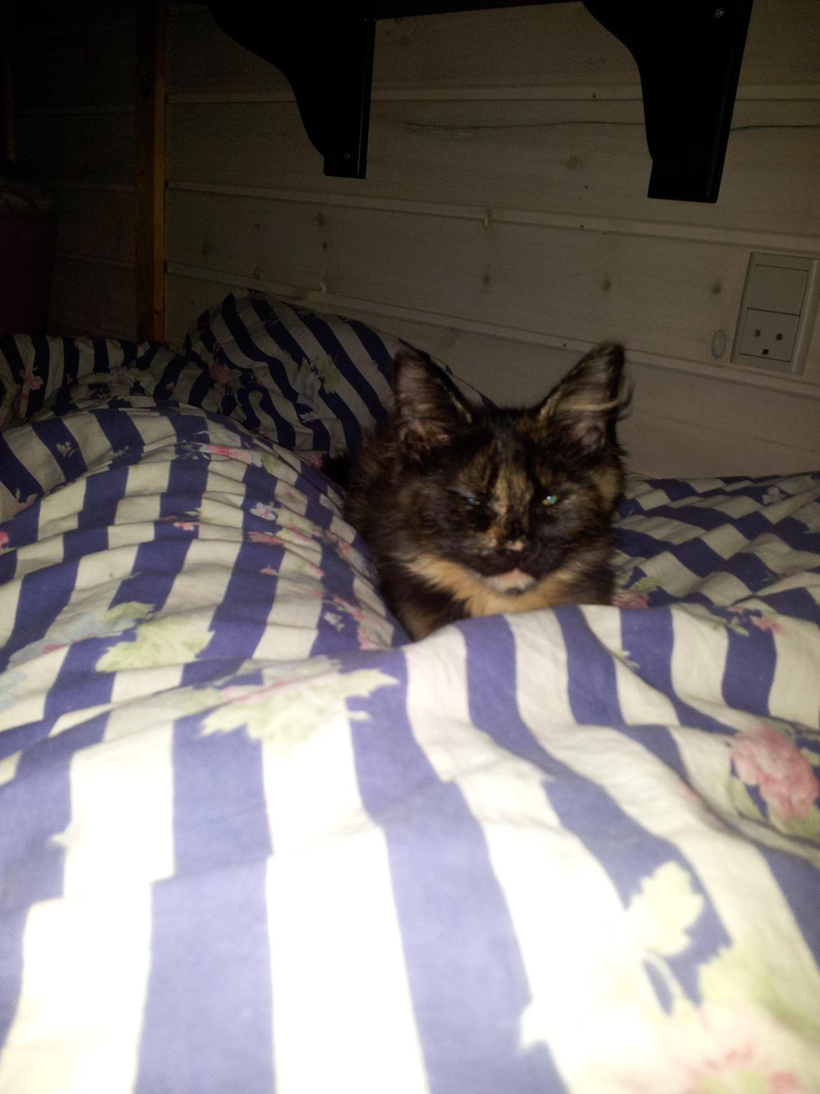 Maine Coon R.I.P Askepot 17-12-12 billede 5