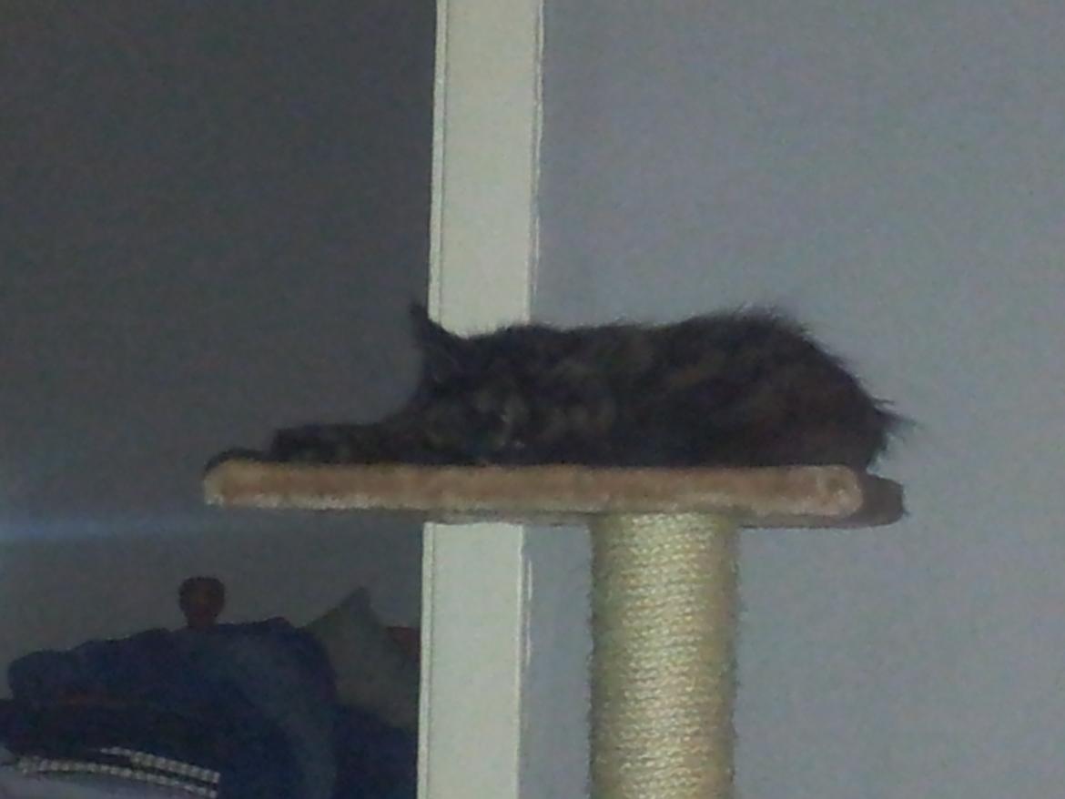 Maine Coon R.I.P Askepot 17-12-12 billede 6