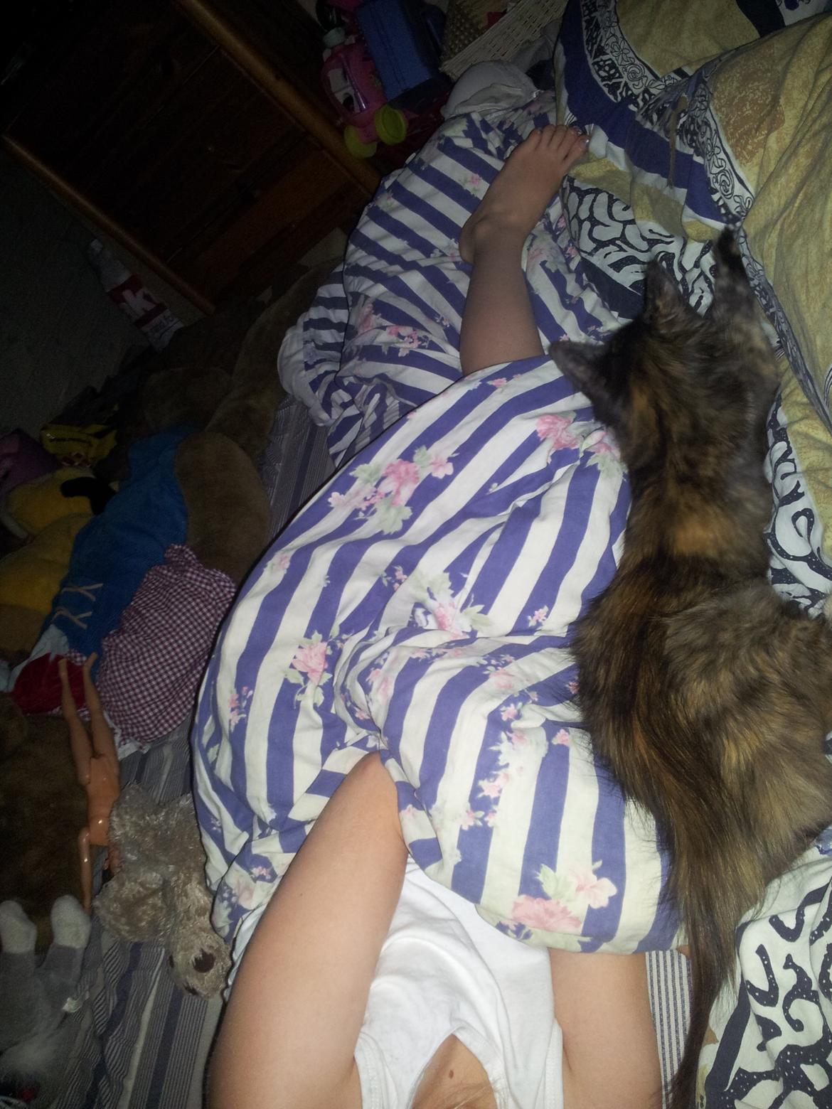 Maine Coon R.I.P Askepot 17-12-12 billede 7