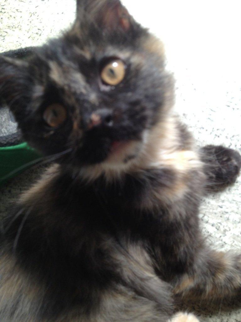 Maine Coon R.I.P Askepot 17-12-12 billede 8