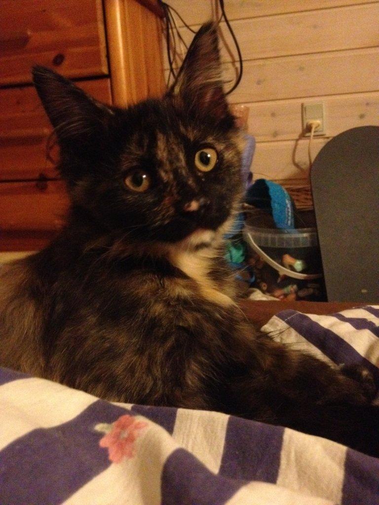 Maine Coon R.I.P Askepot 17-12-12 billede 9