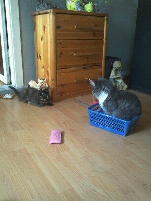 Maine Coon R.I.P Askepot 17-12-12 billede 10