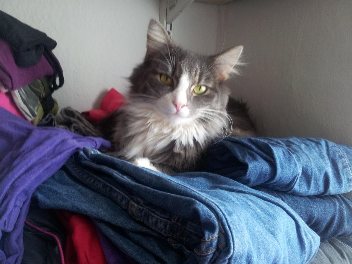 Norsk Skovkat Snehvide billede 2