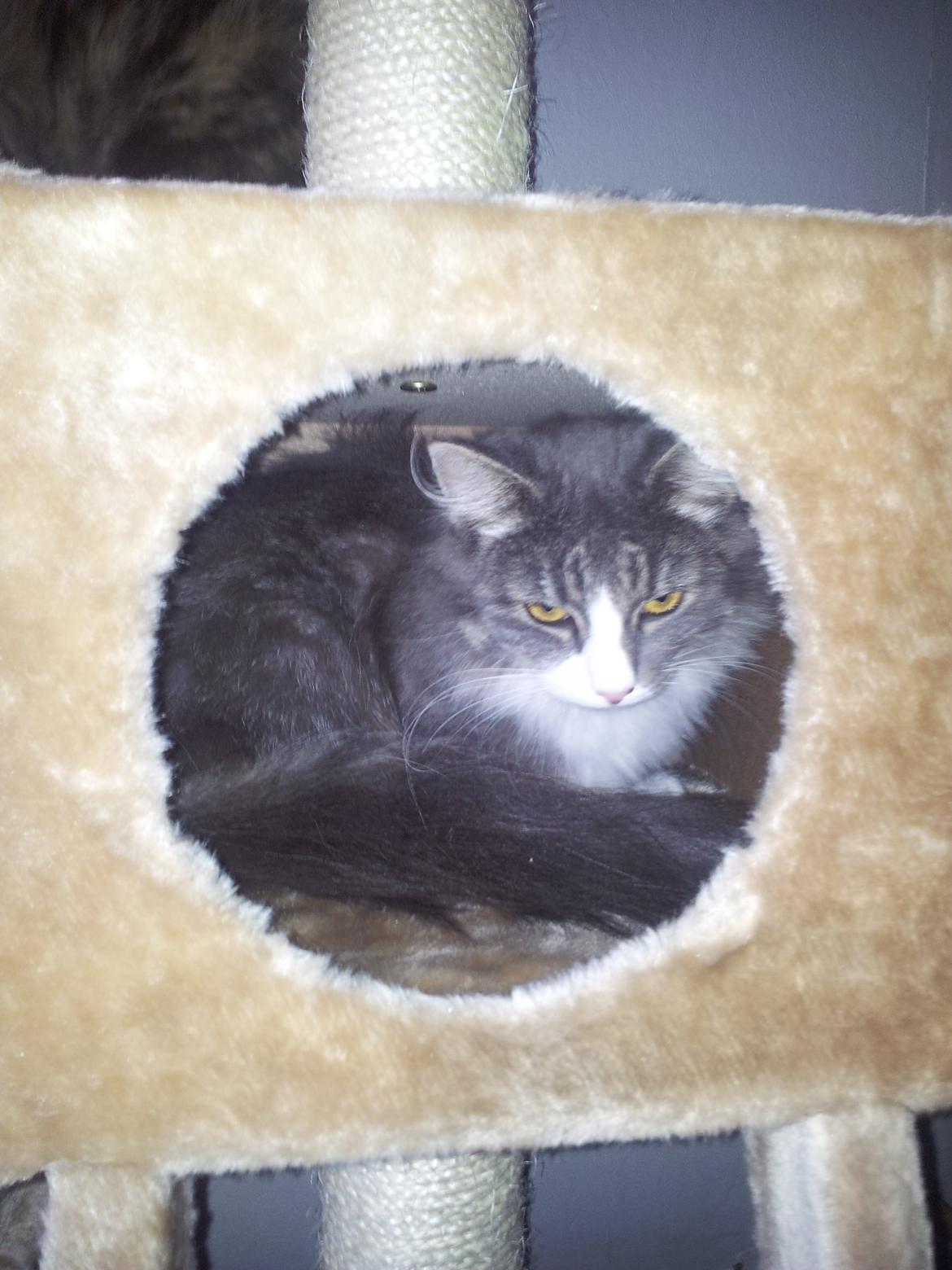 Norsk Skovkat Snehvide billede 3