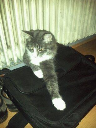 Norsk Skovkat Snehvide billede 4