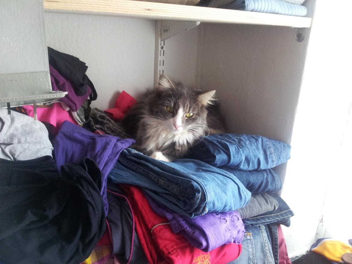 Norsk Skovkat Snehvide billede 5