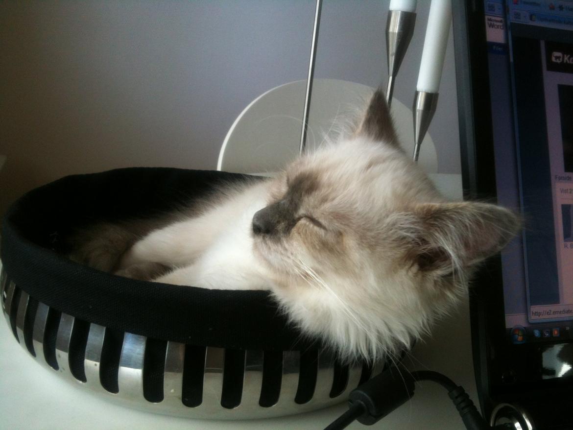 Blanding af racer Silke billede 5