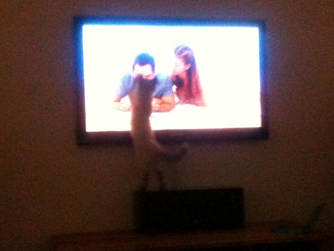 Blanding af racer Silke billede 14