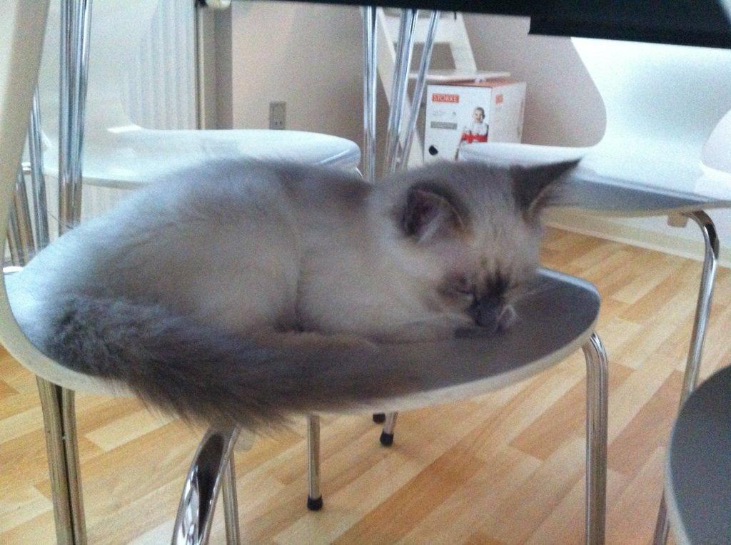 Blanding af racer Silke billede 8