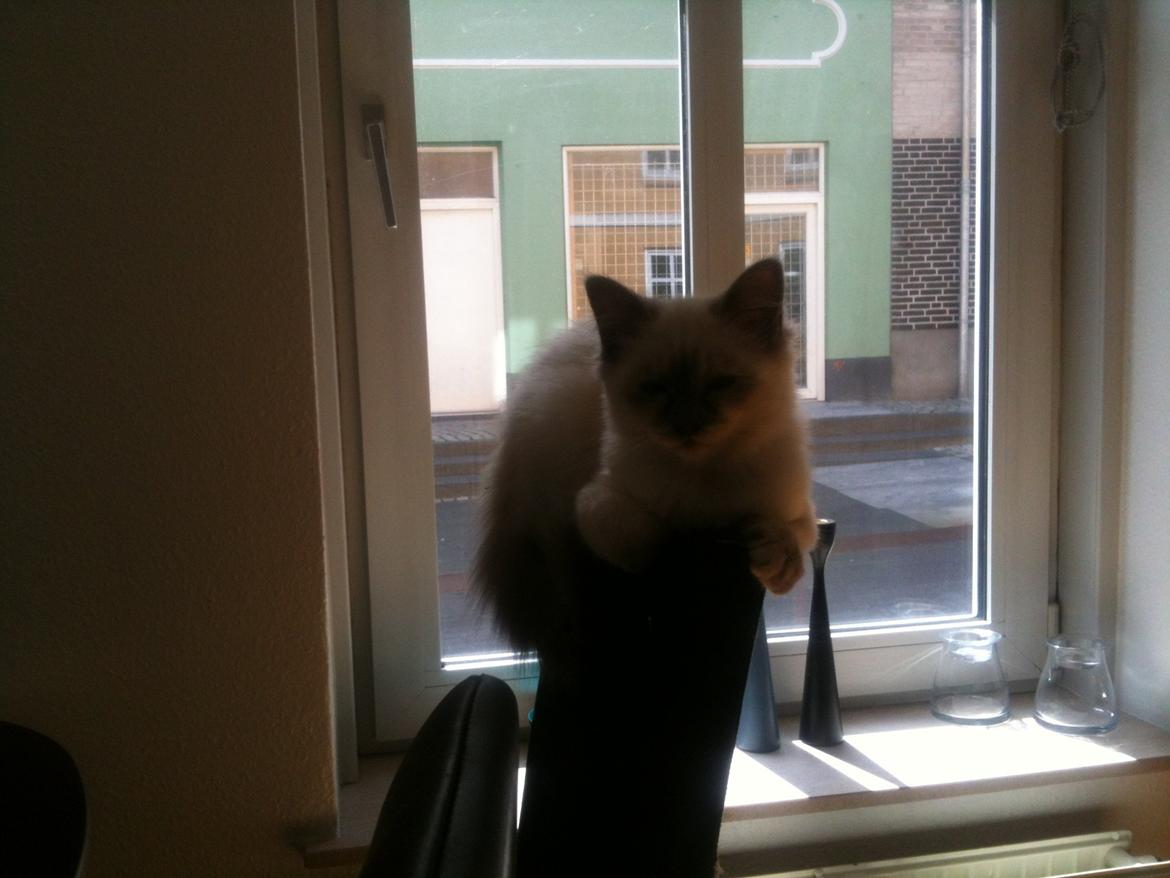 Blanding af racer Silke billede 10