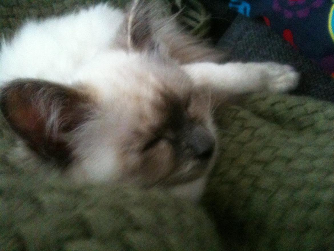 Blanding af racer Silke billede 11