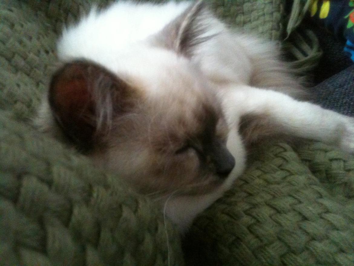 Blanding af racer Silke billede 12