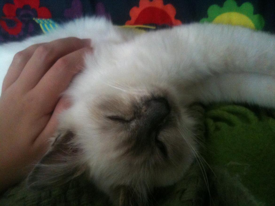 Blanding af racer Silke billede 3