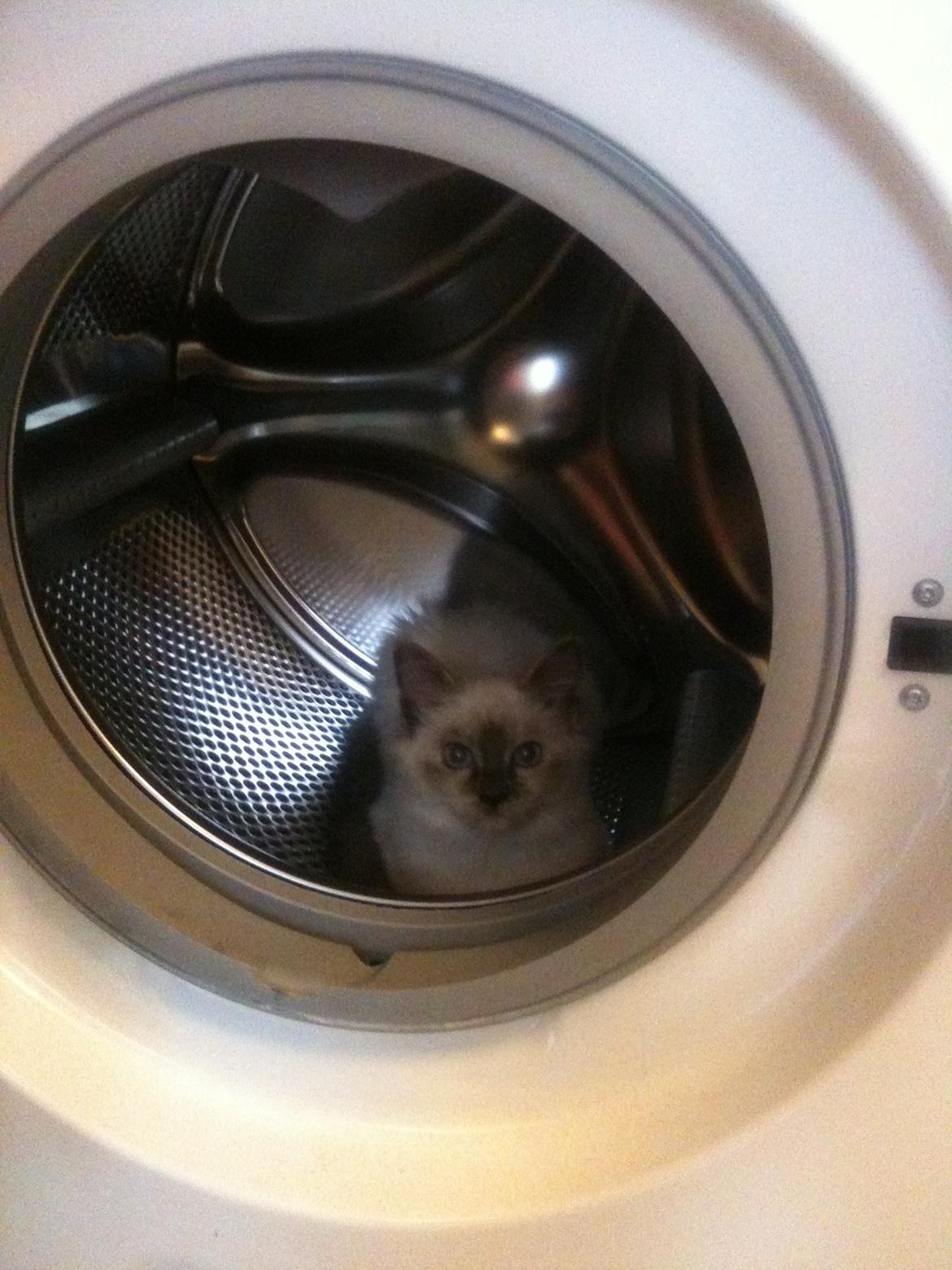 Blanding af racer Silke billede 7