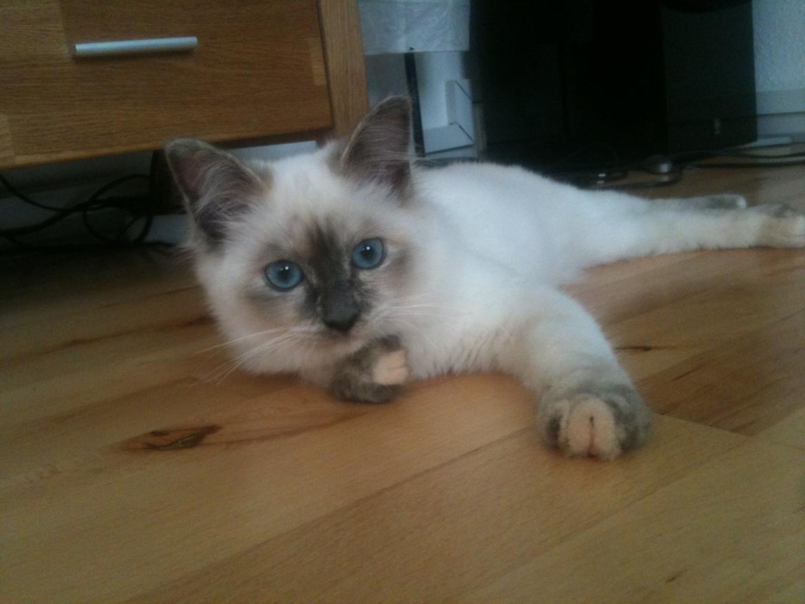 Blanding af racer Silke billede 1