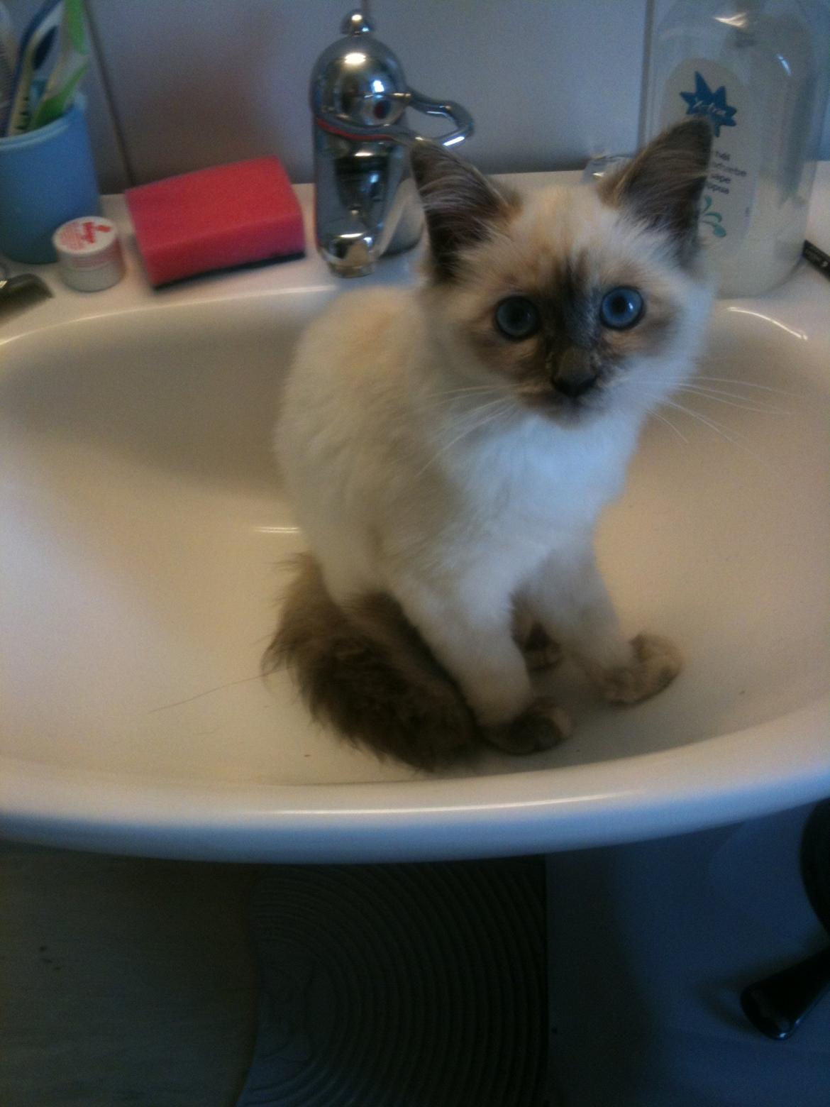 Blanding af racer Silke billede 2