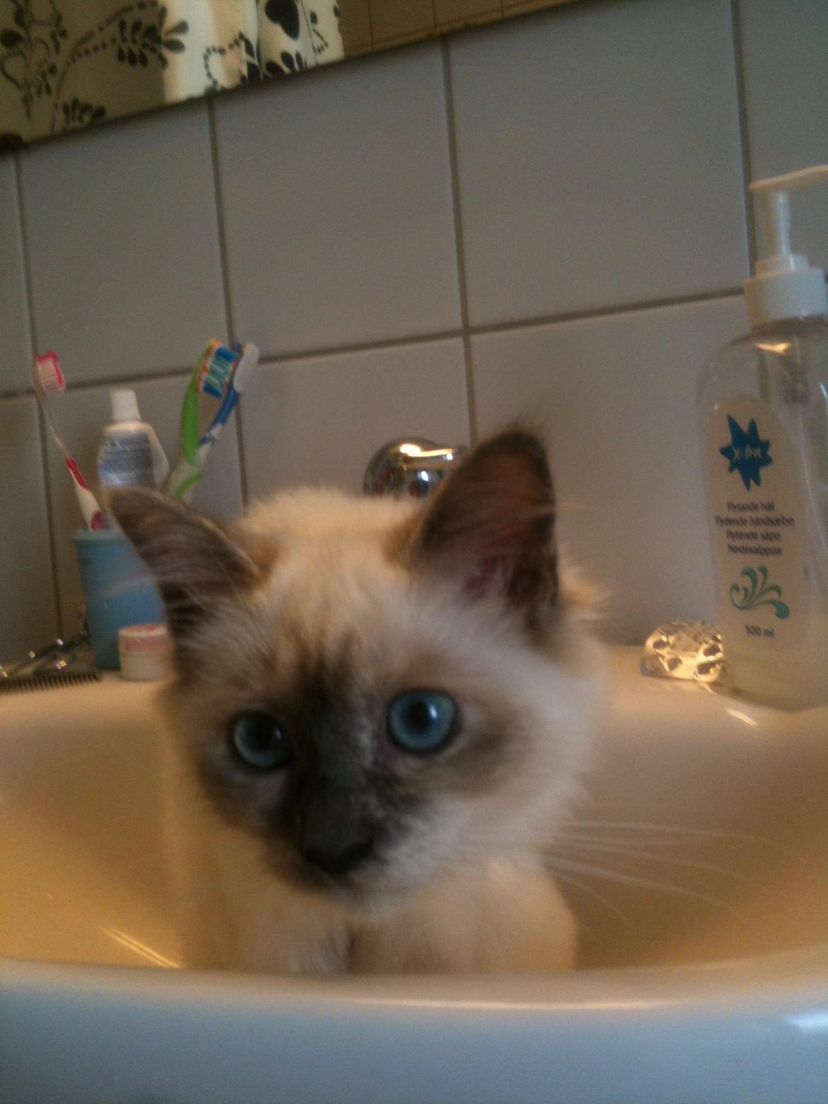 Blanding af racer Silke billede 4