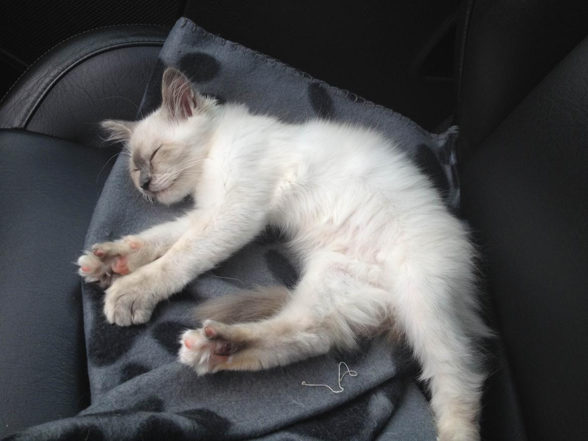 Blanding af racer Silke billede 9