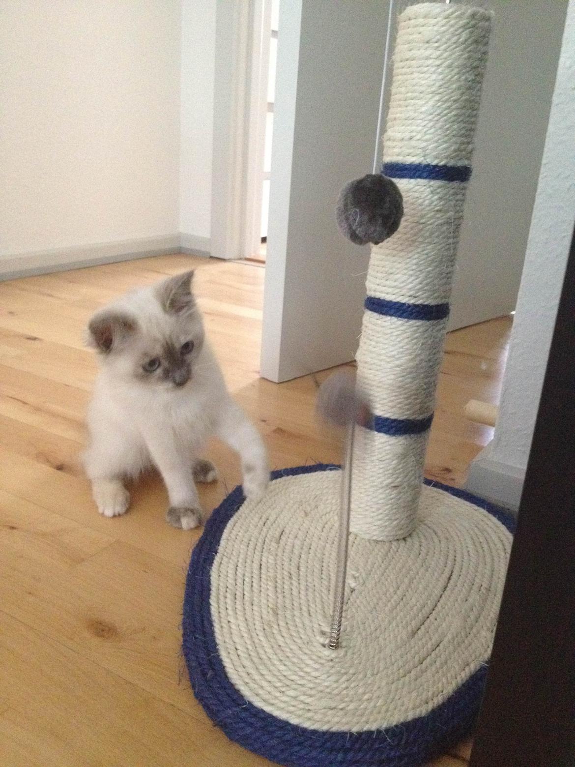 Blanding af racer Silke billede 6