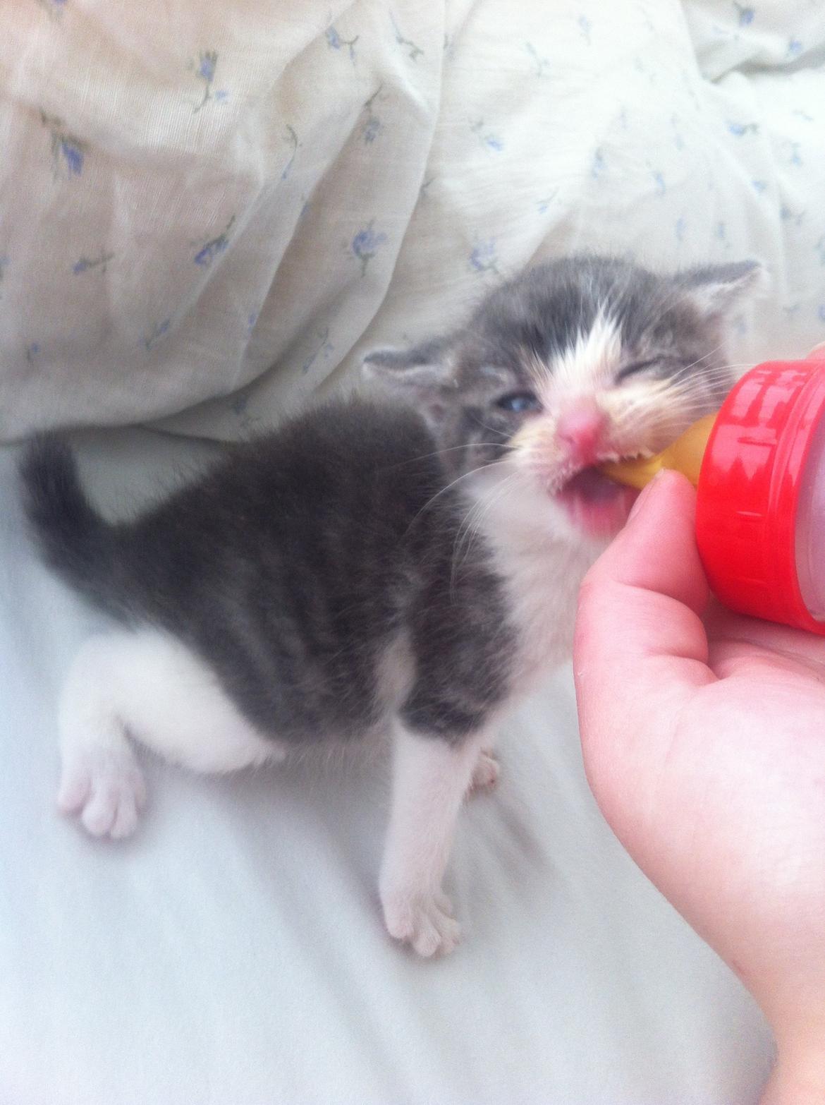 Huskat Timmy Tiger billede 1