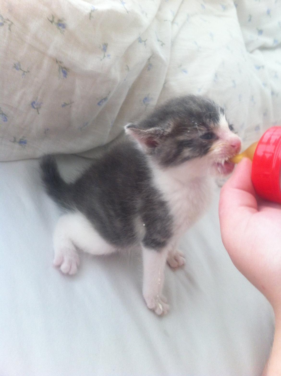 Huskat Timmy Tiger billede 2