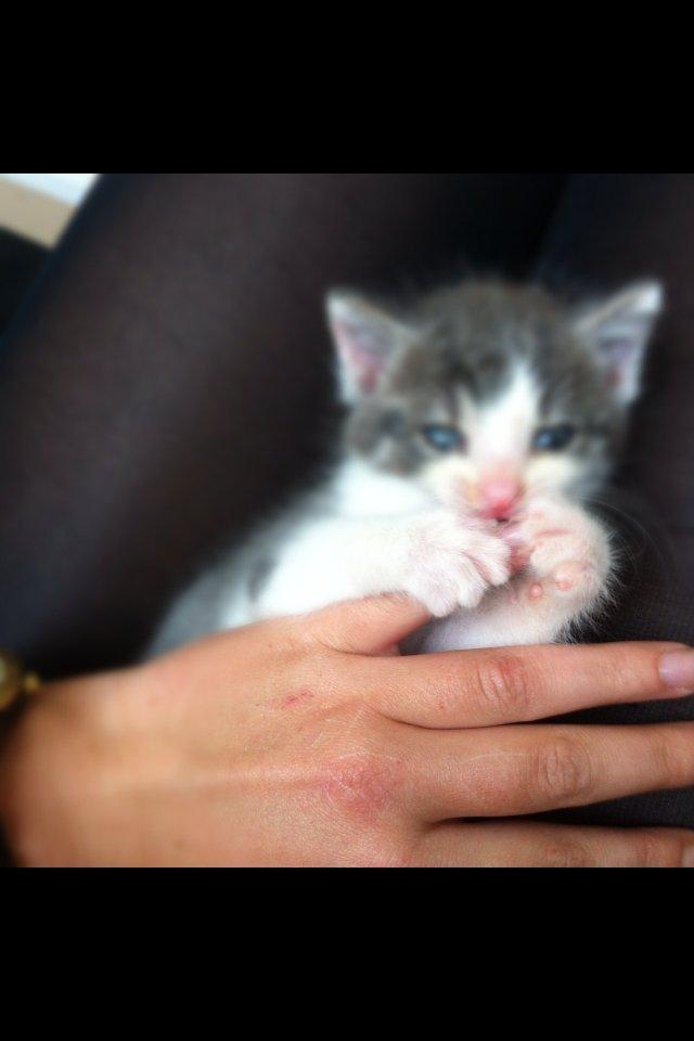 Huskat Timmy Tiger billede 6