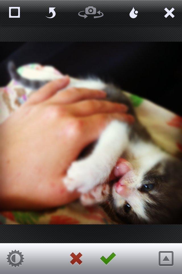 Huskat Timmy Tiger billede 7