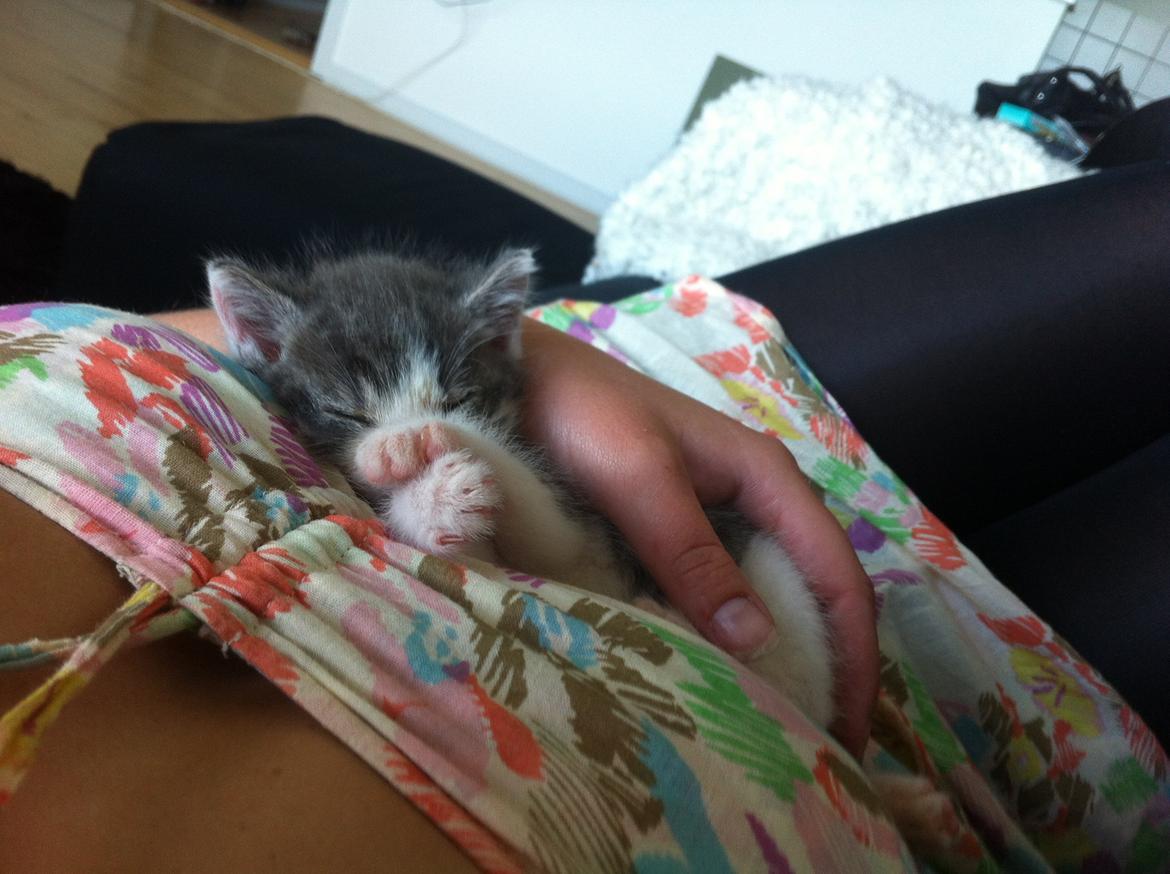 Huskat Timmy Tiger billede 9