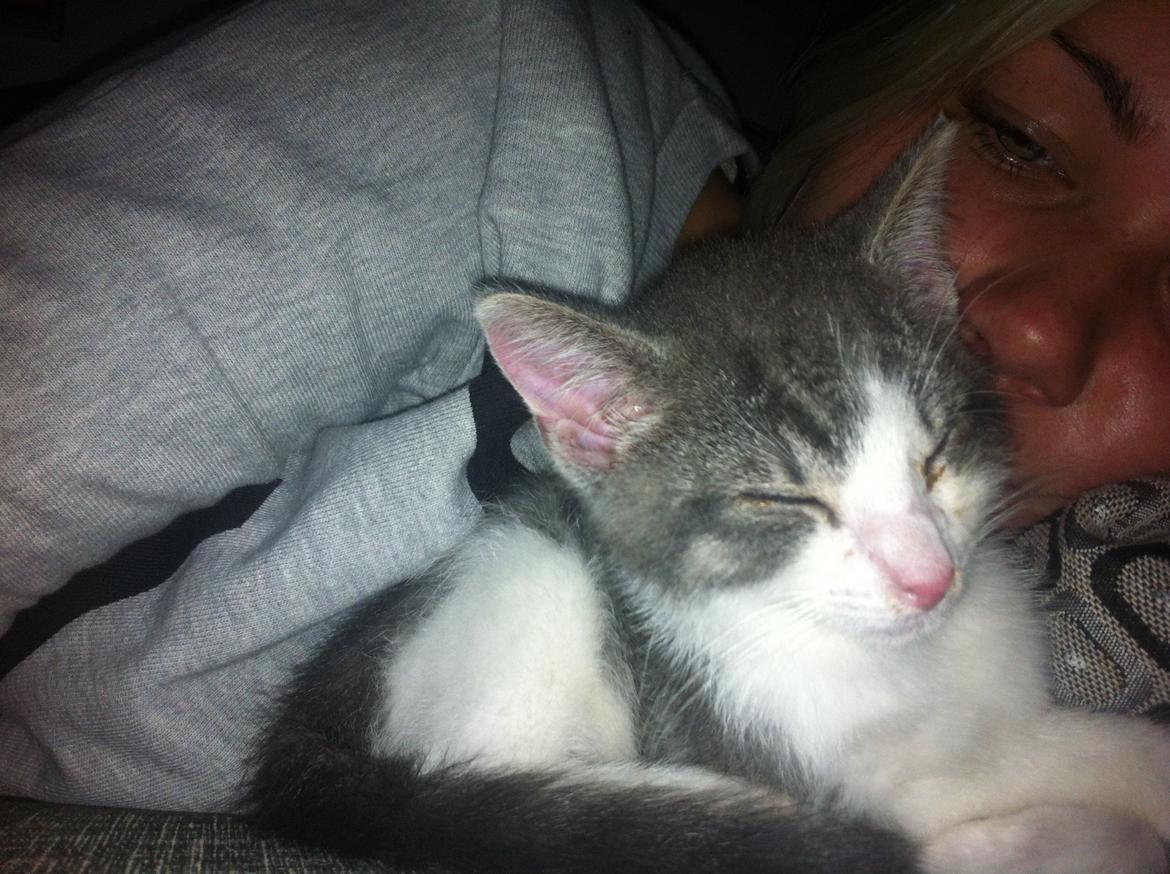 Huskat Timmy Tiger billede 5