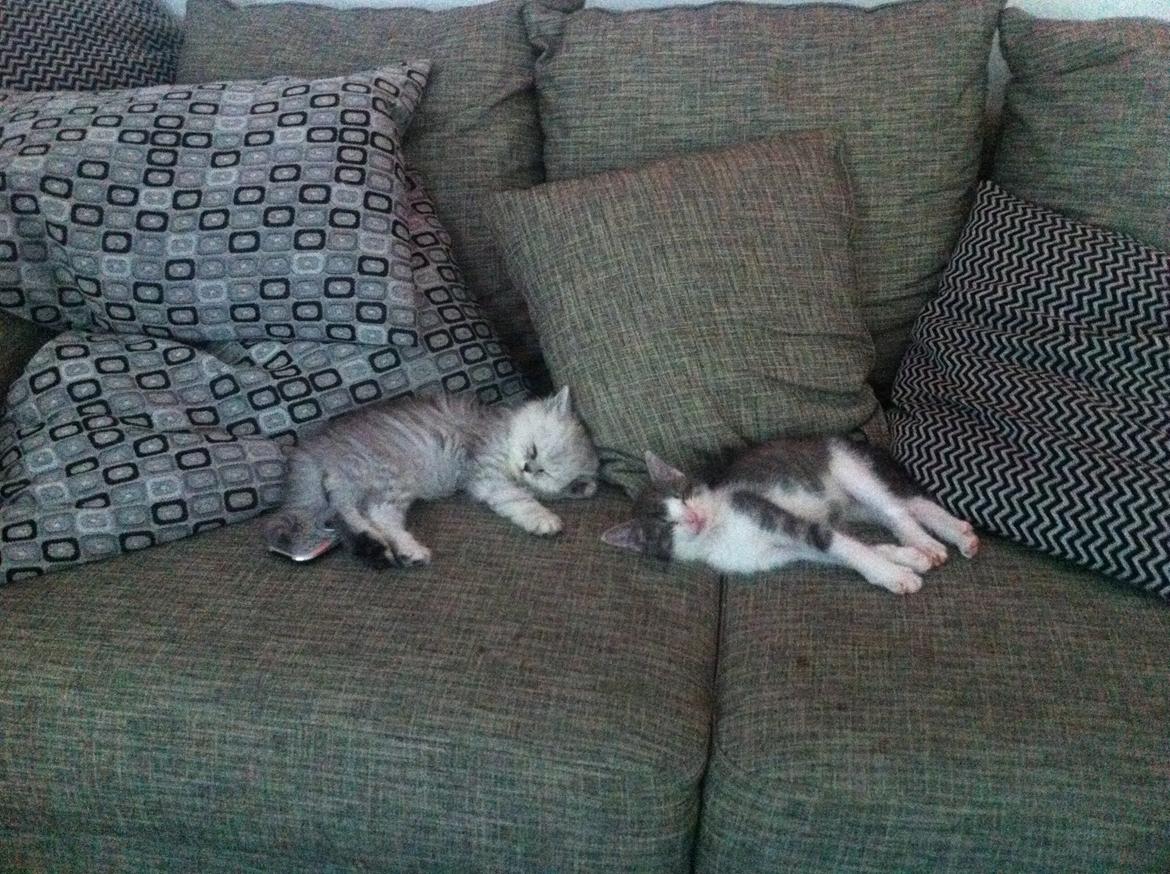 Huskat Timmy Tiger billede 10