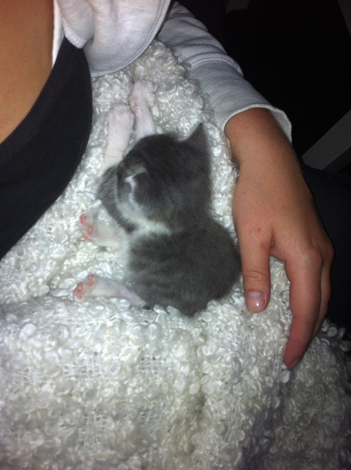 Huskat Timmy Tiger billede 11