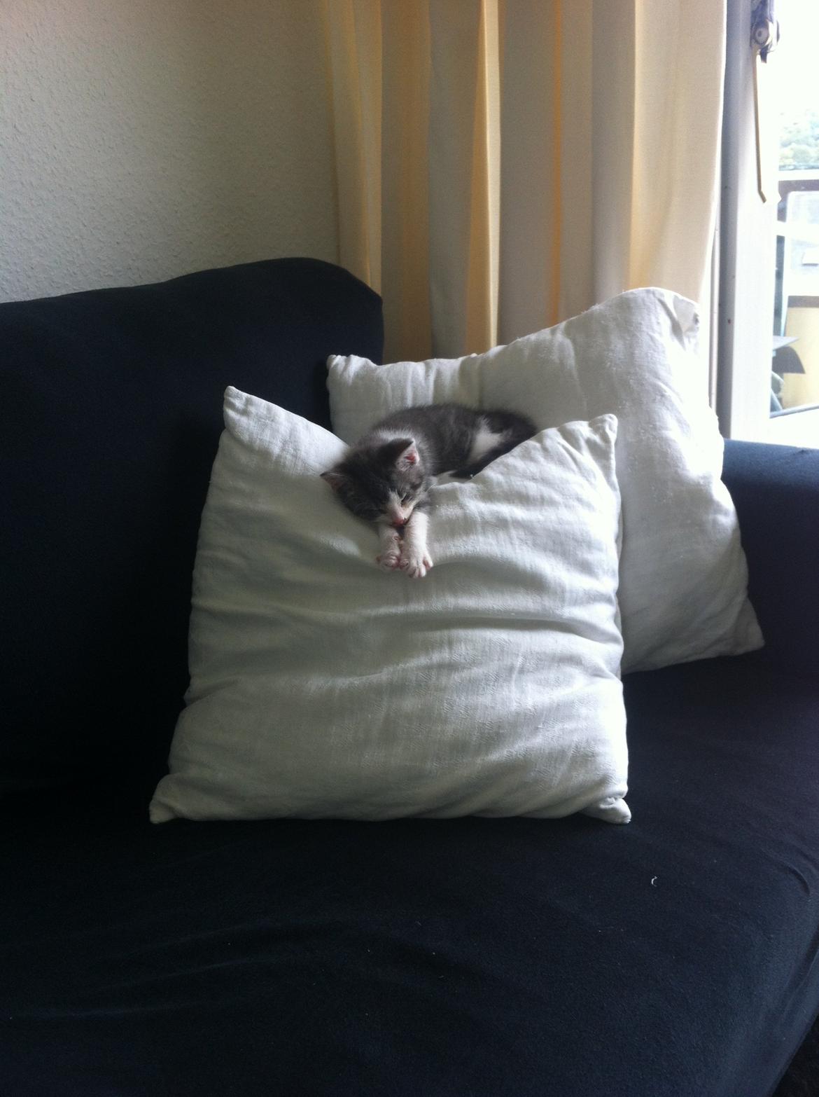 Huskat Timmy Tiger billede 12