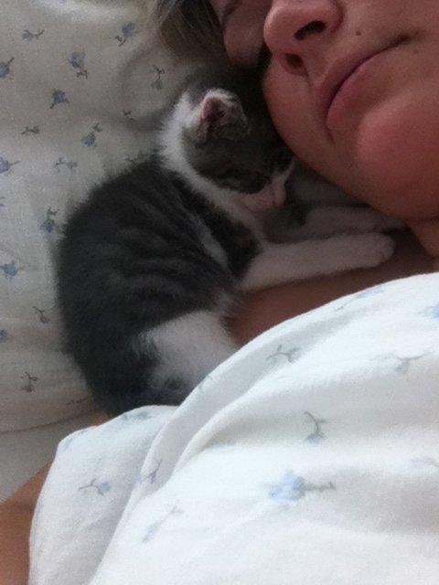 Huskat Timmy Tiger billede 8