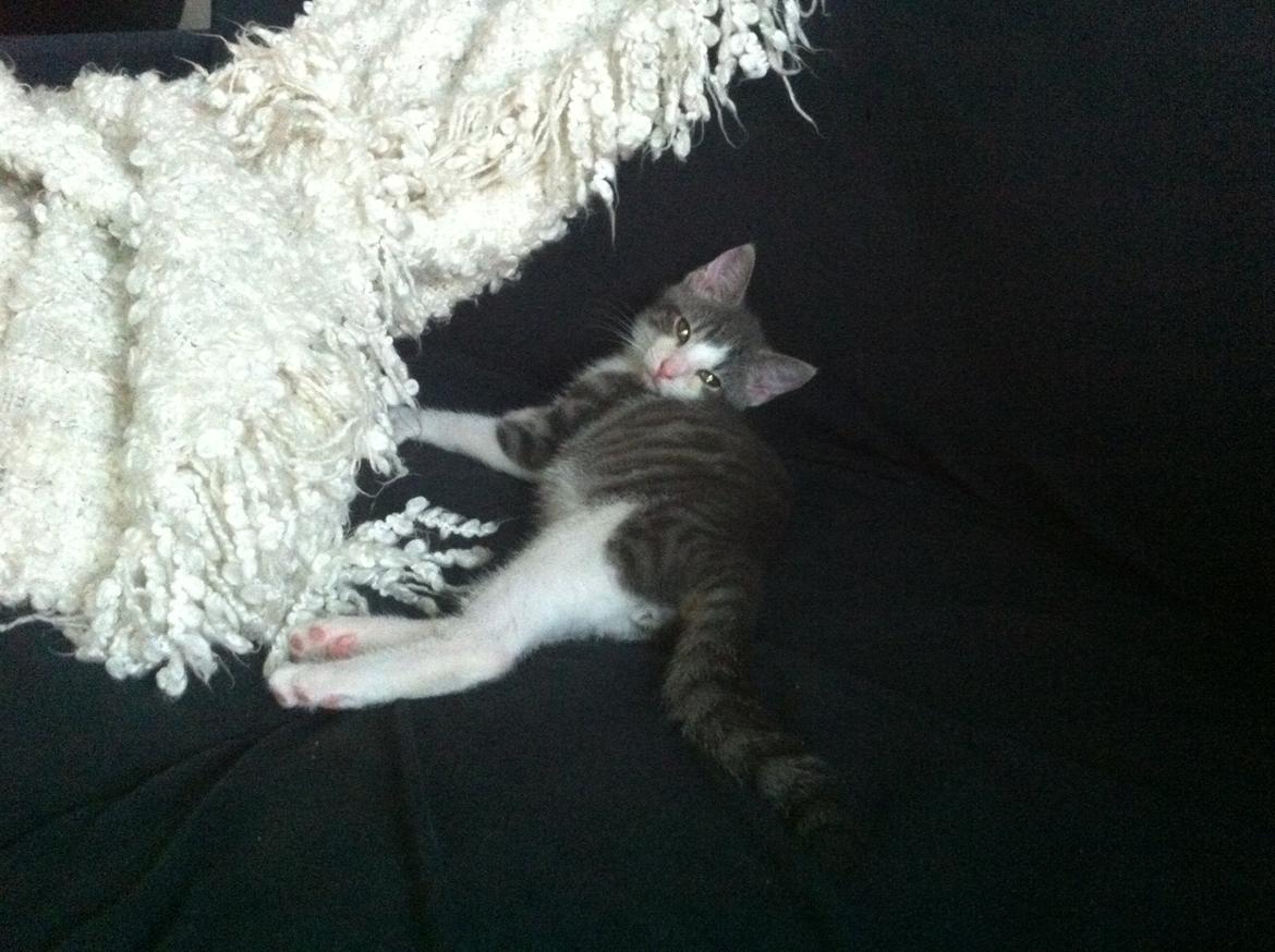 Huskat Timmy Tiger billede 13