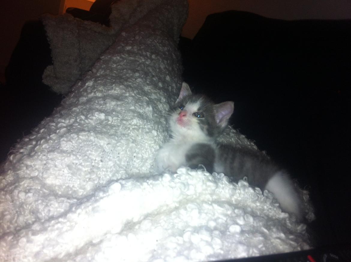 Huskat Timmy Tiger billede 14