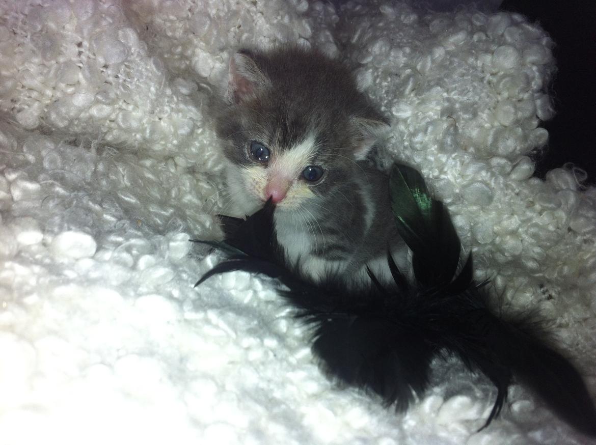 Huskat Timmy Tiger billede 15