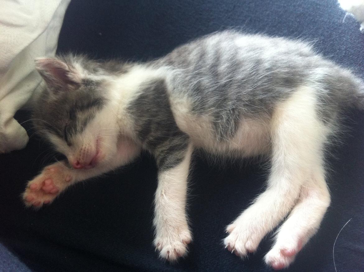 Huskat Timmy Tiger billede 16