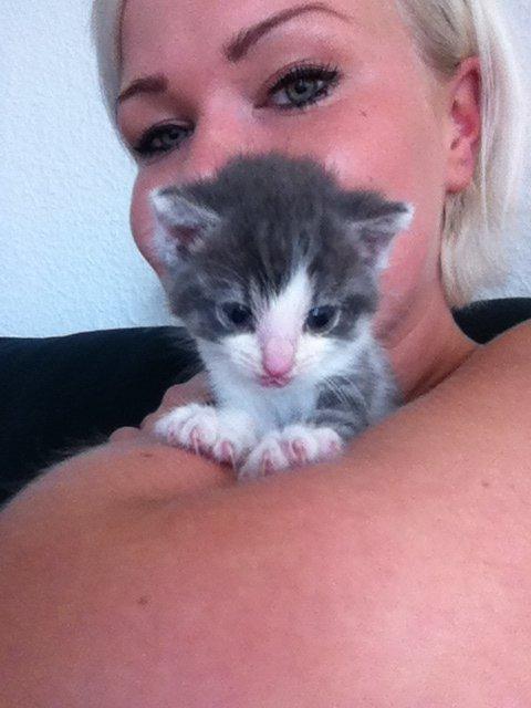 Huskat Timmy Tiger billede 17