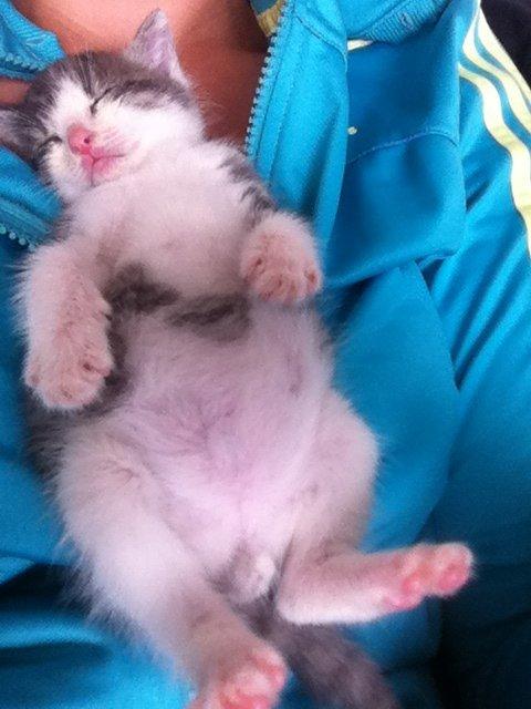 Huskat Timmy Tiger billede 18