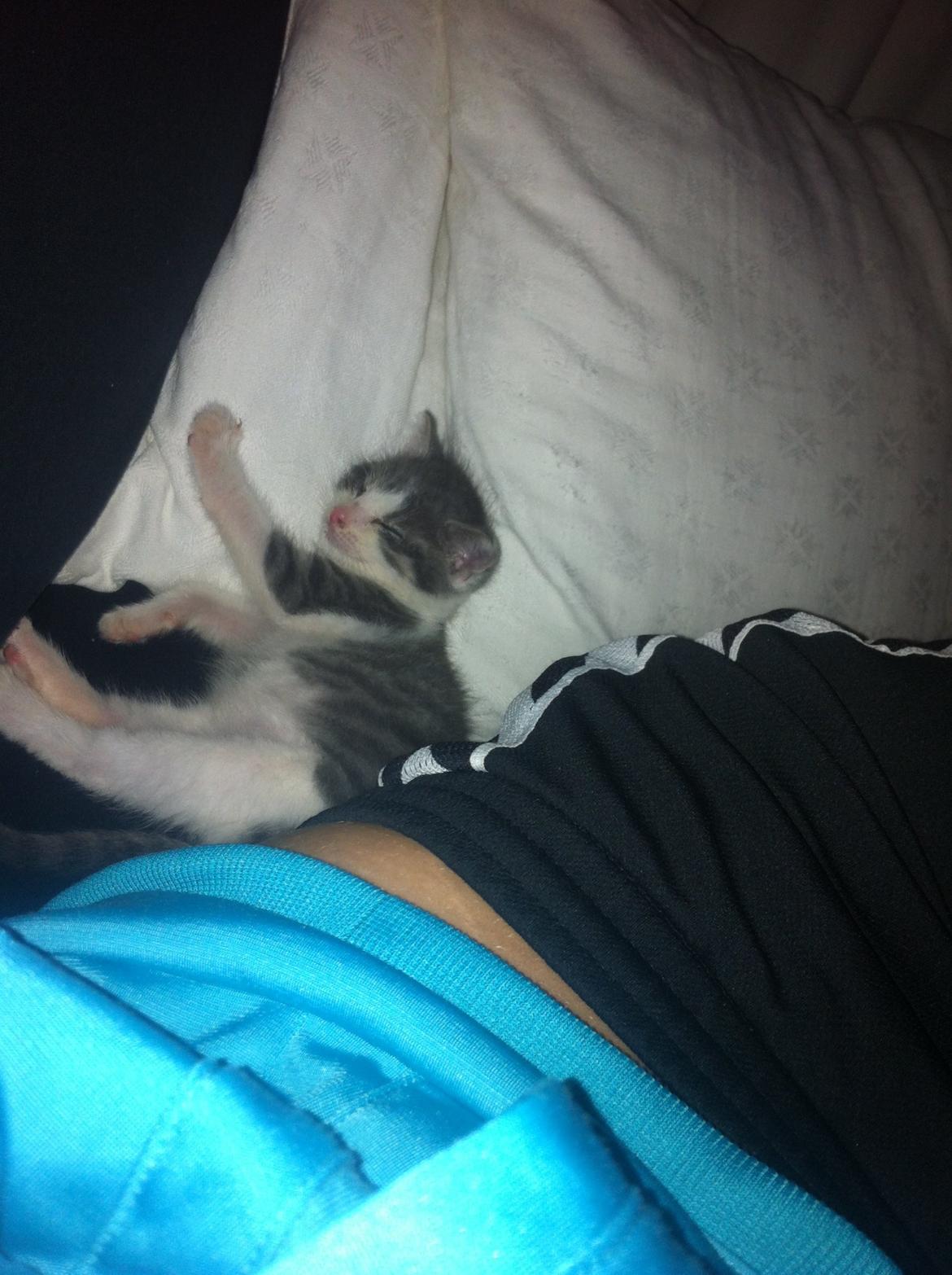 Huskat Timmy Tiger billede 19