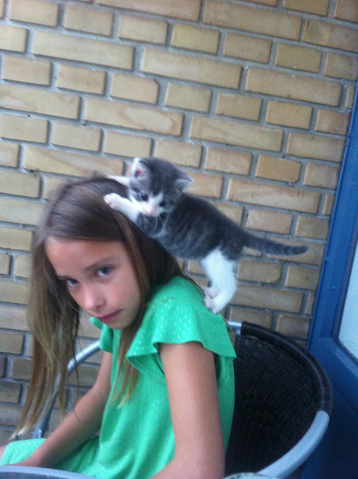 Huskat Timmy Tiger billede 20