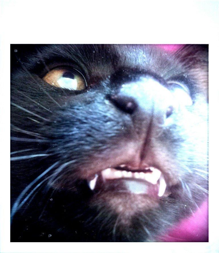 Huskat Leonard Mi Mi - Hæhæhæ lille tosse <3 billede 12