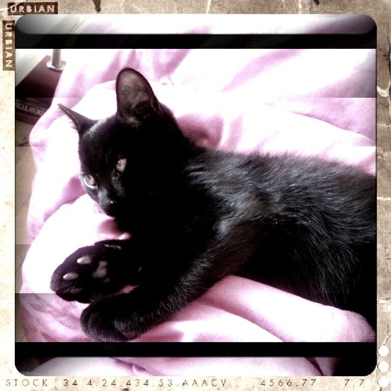 Huskat Leonard Mi Mi - <3 billede 11