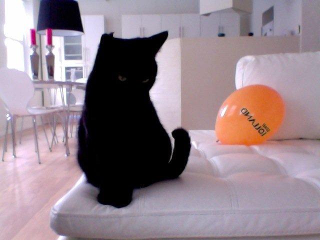 Huskat Mathilde <3 - Tulder's nye bedsteven, hr Ballon? :-O <3 billede 5